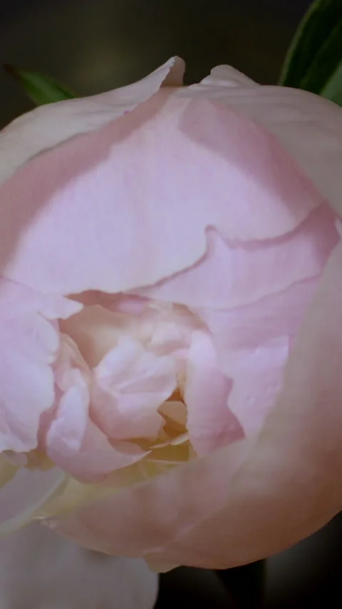 Timelapse of drop-down pink peony flower bud. Vertical Hd video. Stock-Footage 135042201