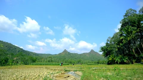 Timelapse dry rice fields in sawahan village Stock Footage 249679427