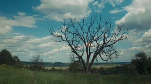 Timelapse of a dry tree against the background of flying clouds Stock Footage 252216517