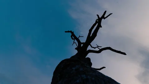Timelapse of dry tree with clouds getting gathering in the sky Stock Footage 228708207