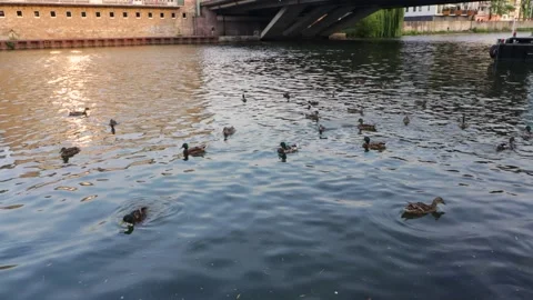 Timelapse of Ducks Criss Cross on a River at Summertime Stock Footage 137278969