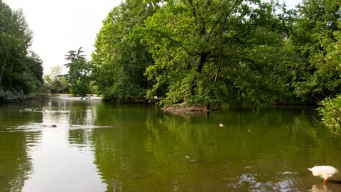 Timelapse of ducks on the park pond. Stock Footage 118586518