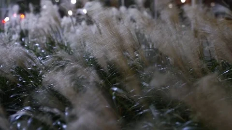 Timelapse Dunegrass by Roadside 스톡 동영상 72112037