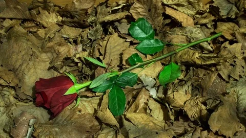 TimeLapse of dying rose Stock Footage 85450663