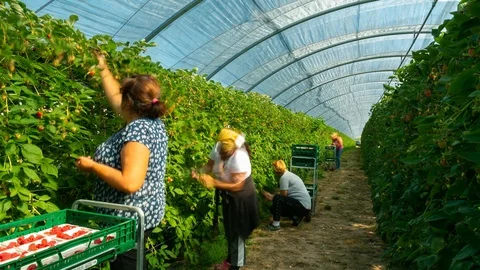 Timelapse of Eager Workers Inside Greenhouse Видео 120692692