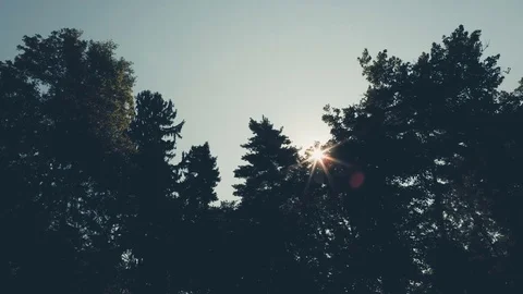 Timelapse of early morning sunrise wich comes up through trees in beautiful Stock Footage