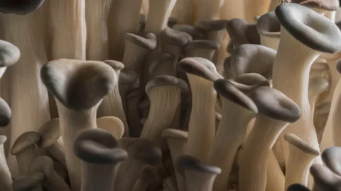 Timelapse of Editable White Mushrooms Growing Vidéo 171894886