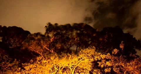 Timelapse of eerie trees and sky at night Stock Footage 251629769