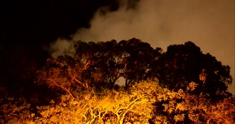 Timelapse of eerie trees and sky at night 2 Stock Footage 251629786