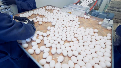 Timelapse: Eggs packing process at a poultry farm, close up. Stock Footage 95642113