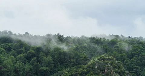 Timelapse of Evaporation over Forest Stock Footage