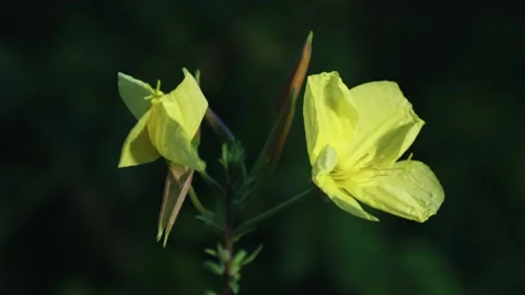 Timelapse of an evening primrose flower opening, showing petals unfolding in the 스톡 동영상 332330274