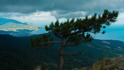 Timelapse evergreen tree fir or spruce on top of high mountain seascape with Stock Footage 101835254