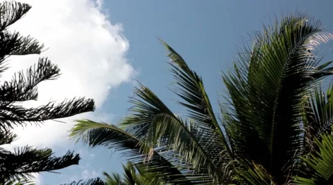 Timelapse of fast clouds over the palms Stock-Footage 40644918