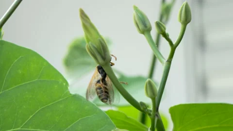 Timelapse fast moving and dangerous wasp moving around a green plant Stock Footage 159706064