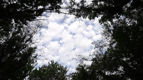 Timelapse of Fast-Moving Clouds Through Trees Stock Footage 313280541