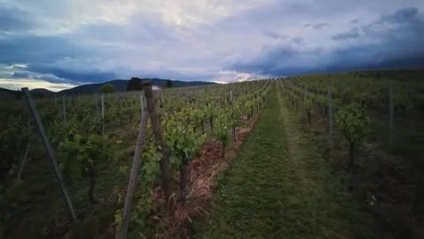 Timelapse of fast-moving dark storm clouds over a vineyard hillside Stock Footage 337422725