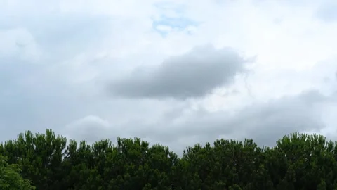 Timelapse of Fast Moving Grey Overcast Clouds Over Green Pine Treetops Stock Footage 339334059