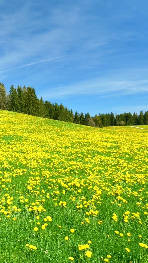 Timelapse field of flowers Stock Footage 309221079
