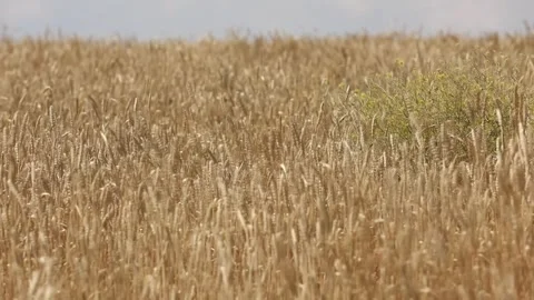 Timelapse  field of wheat ears 2 Vídeos de archivo 333512134