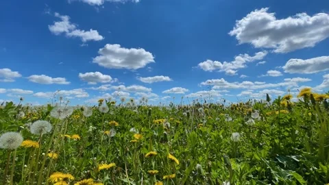 Timelapse fields with dandelions and clouds Stock Footage 155299473