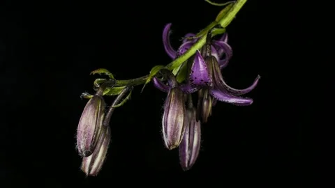 Timelapse fiore viola Video stock 158046936