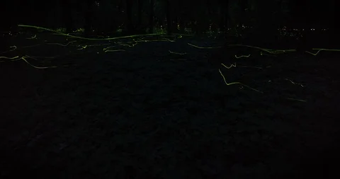Timelapse of firefly swarming Stock Footage 105574458
