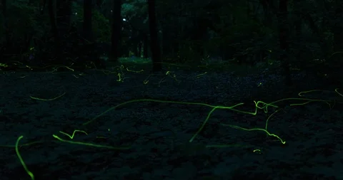 Timelapse of firefly swarming Video stock 105574663