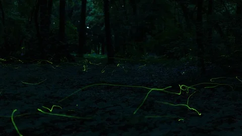 Timelapse of firefly swarming Stock Footage 105574807