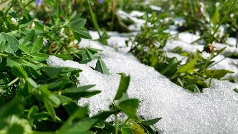 Timelapse. First snow melts on grass. Melting Snow. Macro time-lapse shot  Video stock 116544086
