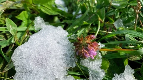 Timelapse. First snow melts on a purple flower. Melting Snow. Macro time-lapse Video stock 116544208