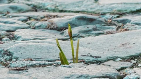 Timelapse, the first snowdrops break through the stone pavement, symbolising res Stock Footage 305204966