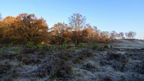 Timelapse of first sunlight moving over oaks and birches with autumn leaves Stock Footage 98556542