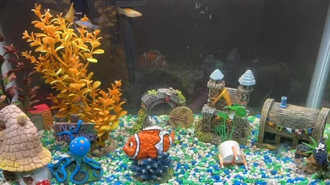 TimeLapse fish tank Stock Footage 276667240
