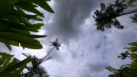 Timelapse of floating clouds in a blue sky of trees Stockbeeldmateriaal 231395571