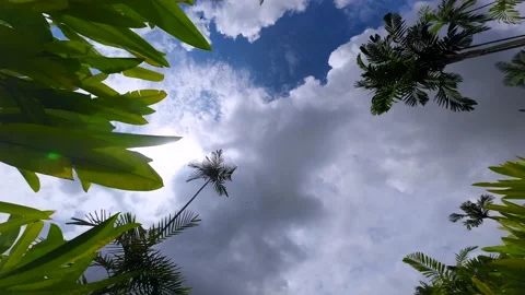 Timelapse of floating clouds in a blue sky of trees Stock Footage 231399098