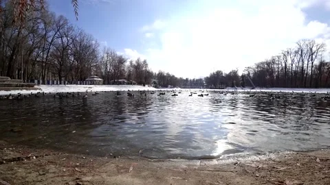 Timelapse of a flock of ducks and pigeons on pond Video stock 145266697