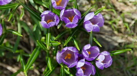  Timelapse flower bloom - top view Stock Footage 63089117