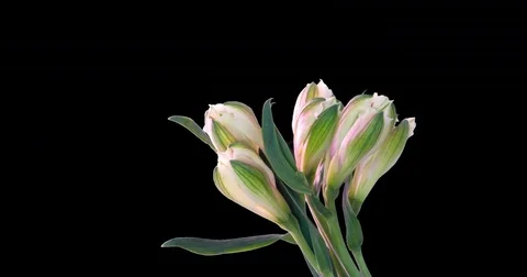 Timelapse flower blooming background Stock Footage 84854193