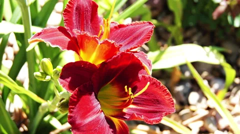 Timelapse Flower Blooming Stock-Footage 42797599