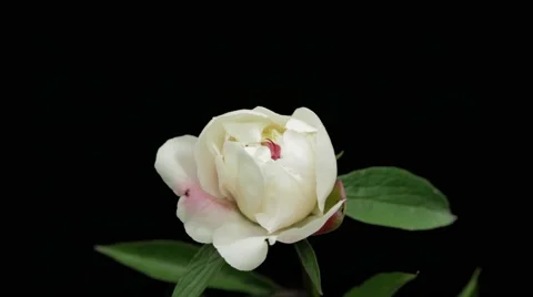 Timelapse  flower blooming Video stock 53800634