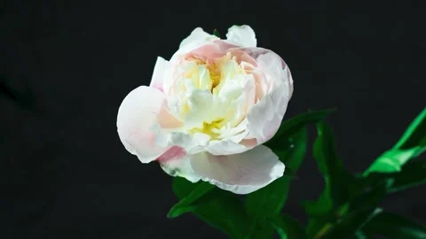 Timelapse flower blooms on a black background Stock Footage 134032049