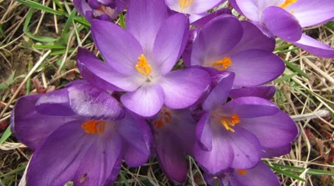 Timelapse flower crocus blooming Stock Footage 61340931