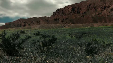 Timelapse flower field Video stock 11587184