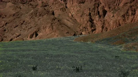 Timelapse flower field Vídeo Stock 11587649