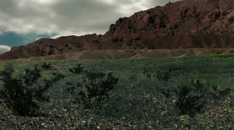 Timelapse flower field Video stock 11606516