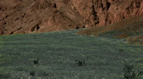 Timelapse flower field Video stock 11606522