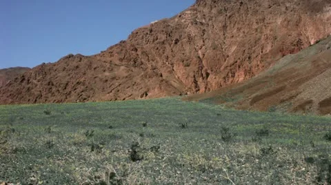 Timelapse flower field Video stock 11606726