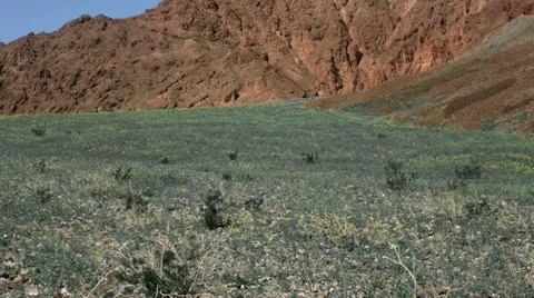 Timelapse flower field Stockbeeldmateriaal 11606741