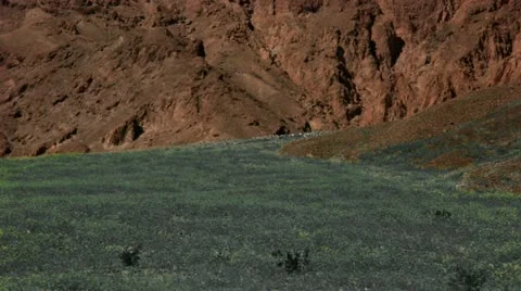 Timelapse flower field Stockbeeldmateriaal 11606757